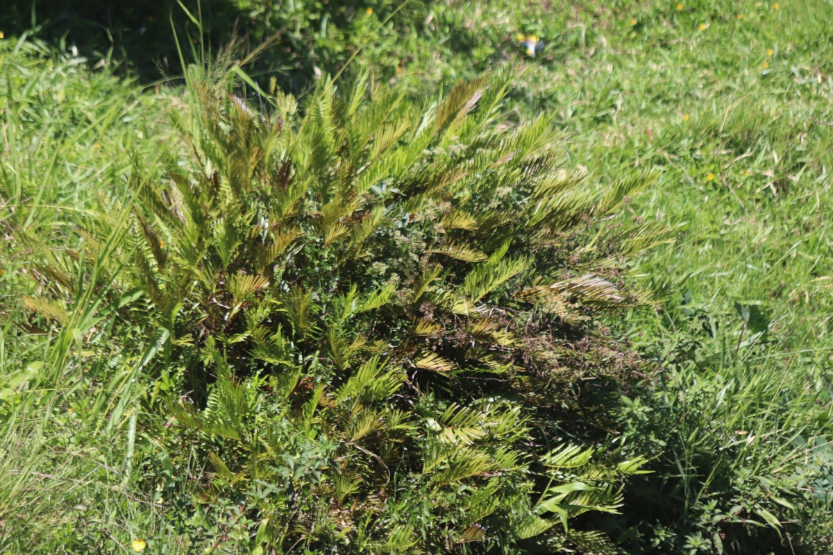 Plenasium angustifolium  (Ching) A.E.Bobrov